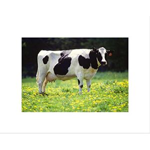 Wee Blue Coo Nature Agriculture Farm Animal Cow Friesian Field Wall Art Print Wee Blue Coo Nature Agriculture Farm Animal Cow Friesian Field Wall Art Print