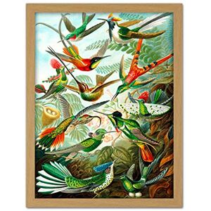Wee Blue Coo Haeckel Plate 99 Hummingbirds Artwork Framed Wall Art Print 18X24 Inch Wee Blue Coo Haeckel Plate 99 Hummingbirds Artwork Framed Wall Art Print 18X24 Inch
