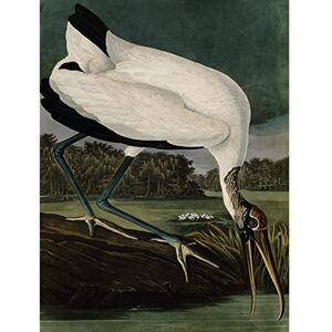 Artery8 Audubon Birds Wood Ibis Painting Large XL Wall Art Canvas Print Artery8 Audubon Birds Wood Ibis Painting Large XL Wall Art Canvas Print