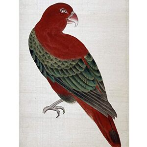 Artery8 Okamoto Pictures Flowers Birds Japanese 13 Painting Premium Wall Art Canvas Print 18X24 Inch Artery8 Okamoto Pictures Flowers Birds Japanese 13 Painting Premium Wall Art Canvas Print 18X24 Inch