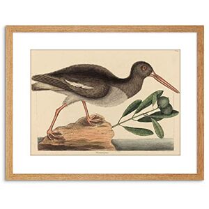 Wee Blue Coo PAINTING NATURE BIRD CATESBY OYSTER CATCHER FRAMED PRINT F97X4010 Wee Blue Coo PAINTING NATURE BIRD CATESBY OYSTER CATCHER FRAMED PRINT F97X4010