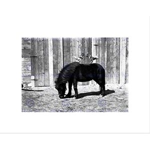 Wee Blue Coo VINTAGE ANIMALS SHETLAND PONY CHICKENS BACK COOL WEIRD FRAMED PRINT B12X12410 Wee Blue Coo VINTAGE ANIMALS SHETLAND PONY CHICKENS BACK COOL WEIRD FRAMED PRINT B12X12410