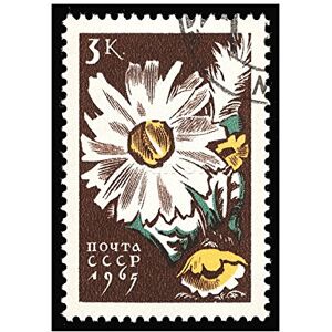 Wee Blue Coo Postage USSR Soviet Stamp Plant Flower 1965 Daisy Picture Wall Art Print Wee Blue Coo Postage USSR Soviet Stamp Plant Flower 1965 Daisy Picture Wall Art Print
