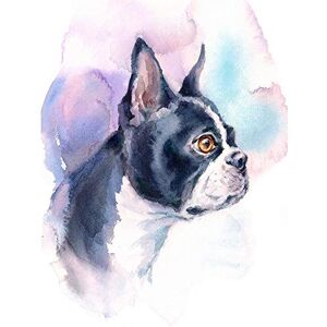 Wee Blue Coo Dog Boston Terrier Watercolour Art Print Poster Wall Decor 12X16 Inch Wee Blue Coo Dog Boston Terrier Watercolour Art Print Poster Wall Decor 12X16 Inch