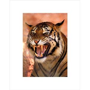 Wee Blue Coo TIGER ROARING TEETH FIERCE BLACK FRAME FRAMED ART PRINT PICTURE MOUNT B12X8783 Wee Blue Coo TIGER ROARING TEETH FIERCE BLACK FRAME FRAMED ART PRINT PICTURE MOUNT B12X8783