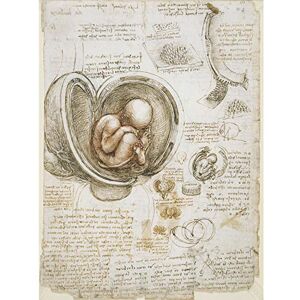 Artery8 Leonardo Da Vinci Studies Of The Foetus In Womb Large Wall Art Poster Print Thick Paper 18X24 Inch Artery8 Leonardo Da Vinci Studies Of The Foetus In Womb Large Wall Art Poster Print Thick Paper 18X24 Inch