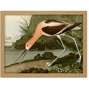 Artery8 Audubon Birds America American Avocet Artwork Framed Wall Art Print 18X24 Inch Artery8 Audubon Birds America American Avocet Artwork Framed Wall Art Print 18X24 Inch