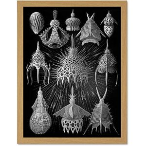 Wee Blue Coo 31st Plate Ernst Haeckel Kunstformen Der Natur Cyrtoidea Large Framed Art Print Poster Wall Decor 18x24 inch Wee Blue Coo 31st Plate Ernst Haeckel Kunstformen Der Natur Cyrtoidea Large Framed Art Print Poster Wall Decor 18x24 inch