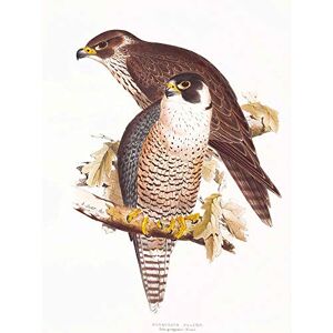 Wee Blue Coo Painting Birds Gould Lear Peregrine Falcon Pair Art Print Poster Wall Decor 12X16 Inch Wee Blue Coo Painting Birds Gould Lear Peregrine Falcon Pair Art Print Poster Wall Decor 12X16 Inch
