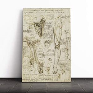 Big Box Art Canvas Print Wall Art Leonardo Da Vinci Anatomy 8 Mounted and Stretched Box Frame Picture Home Decor for Kitchen, Living, Dining Room, Bedroom, Hallway, Multi-Colour, 30x20 Inch Big Box Art Canvas Print Wall Art Leonardo Da Vinci Anatomy 8 Mounted and Stretched Box Frame Picture Home Decor for Kitchen, Living, Dining Room, Bedroom, Hallway, Multi-Colour, 30x20 Inch