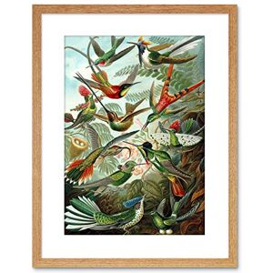 Wee Blue Coo Nature Biology Bird Humming Haeckel Framed Wall Art Print Wee Blue Coo Nature Biology Bird Humming Haeckel Framed Wall Art Print