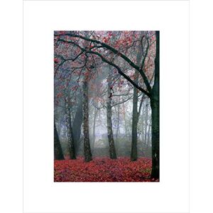 Wee Blue Coo Nature Forest Tree Autumn Fall Beautiful Red Wall Art Print Wee Blue Coo Nature Forest Tree Autumn Fall Beautiful Red Wall Art Print