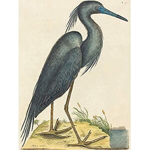 Wee Blue Coo Catesby Blue Heron Unframed Art Print Poster Wall Decor 12X16 Inch Wee Blue Coo Catesby Blue Heron Unframed Art Print Poster Wall Decor 12X16 Inch