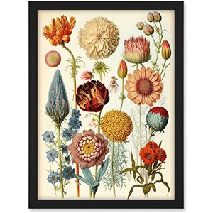 Artery8 Vintage Botanical Illustration Ernst Haeckel Style Plant Study Modern Watercolour Painting Artwork Framed A3 Wall Art Print Artery8 Vintage Botanical Illustration Ernst Haeckel Style Plant Study Modern Watercolour Painting Artwork Framed A3 Wall Art Print