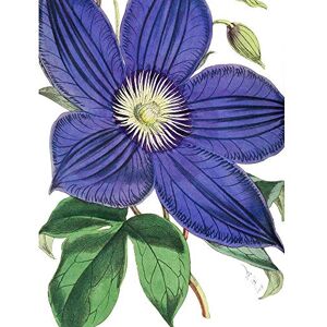 Wee Blue Coo Big Purple Clematis Flower Art Print Poster Wall Decor 12X16 Inch Wee Blue Coo Big Purple Clematis Flower Art Print Poster Wall Decor 12X16 Inch