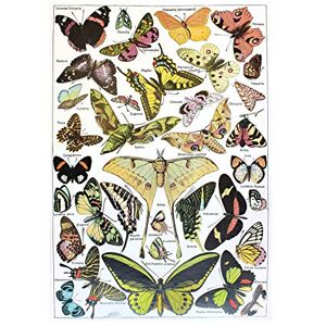 Wee Blue Coo Scientific Butterfly Moth Colour Drawing Picture Wall Art Print Wee Blue Coo Scientific Butterfly Moth Colour Drawing Picture Wall Art Print