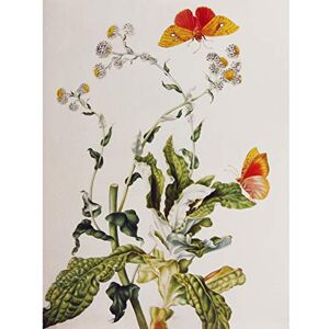 Artery8 Merian Strohblume Castilde 1705 Flowers Painting Premium Wall Art Canvas Print 18X24 Inch Artery8 Merian Strohblume Castilde 1705 Flowers Painting Premium Wall Art Canvas Print 18X24 Inch
