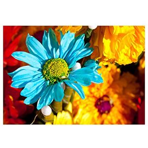 Wee Blue Coo Photo Macro Nature Plant Flower Yen Colourful Wall Art Print Wee Blue Coo Photo Macro Nature Plant Flower Yen Colourful Wall Art Print