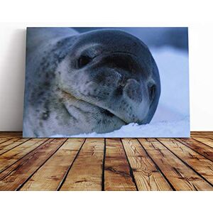 Big Box Art Seal Vol.2 Canvas Print Gallery Wrapped 30mm Frame Wall Art 20x14 inches Ready to Hang Modern Animals Picture Living Room Bedroom Lounge Office Big Box Art Seal Vol.2 Canvas Print Gallery Wrapped 30mm Frame Wall Art 20x14 inches Ready to Hang Modern Animals Picture Living Room Bedroom Lounge Office