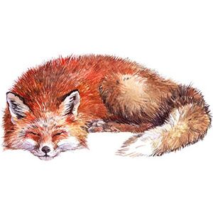 Wee Blue Coo Fox Sleeping Watercolour Art Print Canvas Premium Wall Decor Poster Wee Blue Coo Fox Sleeping Watercolour Art Print Canvas Premium Wall Decor Poster
