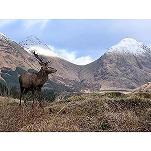 Artery8 Andrewmckie Red Deer Stag Glen Etive Scotland Photo Unframed Wall Art Print Poster Home Decor Premium Artery8 Andrewmckie Red Deer Stag Glen Etive Scotland Photo Unframed Wall Art Print Poster Home Decor Premium