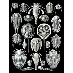 Wee Blue Coo 47th Plate Ernst Haeckel Kunstformen Der Natur Aspidonia Large Art Print Poster Wall Decor 18x24 inch Wee Blue Coo 47th Plate Ernst Haeckel Kunstformen Der Natur Aspidonia Large Art Print Poster Wall Decor 18x24 inch