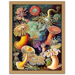 Wee Blue Coo Haeckel Anemone Sea Life Artwork Framed Wall Art Print 18X24 Inch Wee Blue Coo Haeckel Anemone Sea Life Artwork Framed Wall Art Print 18X24 Inch