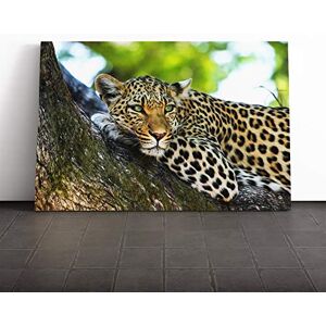 Big Box Art Leopard Vol.5 Canvas Print Gallery Wrapped 30mm Frame Wall Art 24x16 inches Ready to Hang Modern Animals Picture Living Room Bedroom Lounge Office Big Box Art Leopard Vol.5 Canvas Print Gallery Wrapped 30mm Frame Wall Art 24x16 inches Ready to Hang Modern Animals Picture Living Room Bedroom Lounge Office