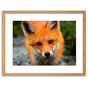 Wee Blue Coo 9x7 '' BABY FOX PORTRAIT WOODLAND ANIMAL WILDLIFE PHOTO FRAMED ART PRINT F97X191 Wee Blue Coo 9x7 '' BABY FOX PORTRAIT WOODLAND ANIMAL WILDLIFE PHOTO FRAMED ART PRINT F97X191