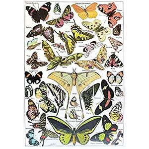 Wee Blue Coo Scientific Illustration Butterfly Moth Colour Drawing Wall Art Print Wee Blue Coo Scientific Illustration Butterfly Moth Colour Drawing Wall Art Print