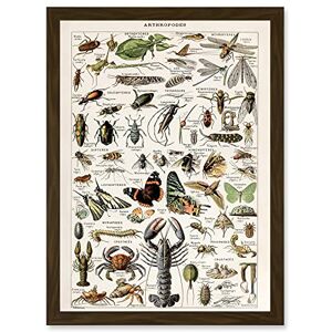 Artery8 Millot Encyclopedia - A4 - framed - Wall art print Artery8 Millot Encyclopedia - A4 - framed - Wall art print