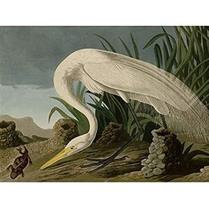 Artery8 Audubon Birds White Heron Painting Unframed Wall Art Print Poster Home Decor Premium Artery8 Audubon Birds White Heron Painting Unframed Wall Art Print Poster Home Decor Premium