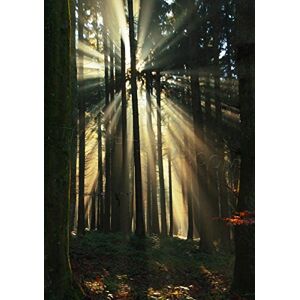 Wee Blue Coo Photo Composition Sunbeam Trees Forest Swirl Effect Wall Art Print Wee Blue Coo Photo Composition Sunbeam Trees Forest Swirl Effect Wall Art Print