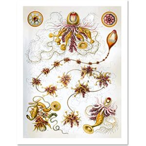 Wee Blue Coo 7th Plate Ernst Haeckel Kunstformen Der Natur Iphonophorae Large Framed Art Print Poster Wall Decor 18x24 inch Wee Blue Coo 7th Plate Ernst Haeckel Kunstformen Der Natur Iphonophorae Large Framed Art Print Poster Wall Decor 18x24 inch