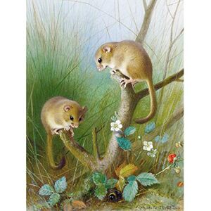 Artery8 Thorburn Dormice Mouse Nature Grass Painting Unframed Wall Art Print Poster Home Decor Premium Artery8 Thorburn Dormice Mouse Nature Grass Painting Unframed Wall Art Print Poster Home Decor Premium