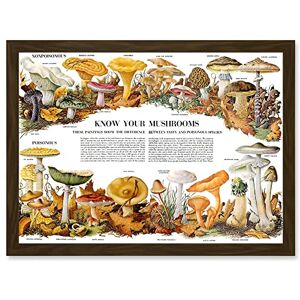 Artery8 - Know Your Mushroom Identifier Chart - A4 Artery8 - Know Your Mushroom Identifier Chart - A4