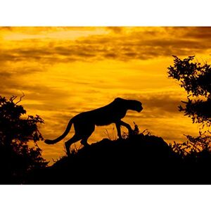 Fine Art Prints Marques Cheetah Silhouette Sunset Photo Large Wall Art Poster Print Thick Paper 18X24 Inch Fine Art Prints Marques Cheetah Silhouette Sunset Photo Large Wall Art Poster Print Thick Paper 18X24 Inch
