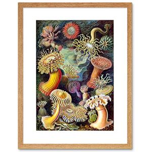 Wee Blue Coo Nature Biology Anemone Ernst Haeckel Germany Vintage Framed Wall Art Print Wee Blue Coo Nature Biology Anemone Ernst Haeckel Germany Vintage Framed Wall Art Print