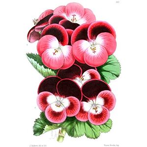 Fine Art Prints Flower Pansy Pink Large Wall Art Print Canvas Premium Poster Fine Art Prints Flower Pansy Pink Large Wall Art Print Canvas Premium Poster