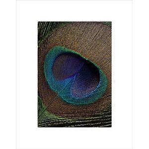 Wee Blue Coo PHOTO MACRO NATURE PEACOCK FEATHER BEAUTIFUL MARKINGS FRAMED ART PRINT B12X8338 Wee Blue Coo PHOTO MACRO NATURE PEACOCK FEATHER BEAUTIFUL MARKINGS FRAMED ART PRINT B12X8338