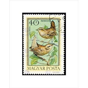 Wee Blue Coo POSTAGE STAMP HUNGARY 40 FORINT BIRD WREN JENNY FRAMED ART PRINT MOUNT B12X11038 Wee Blue Coo POSTAGE STAMP HUNGARY 40 FORINT BIRD WREN JENNY FRAMED ART PRINT MOUNT B12X11038