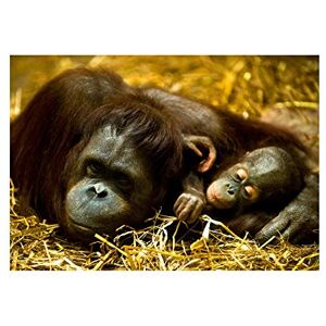 Wee Blue Coo Photo Nature Animal Orang Utan Mother Baby Ape Cute Wall Art Print Wee Blue Coo Photo Nature Animal Orang Utan Mother Baby Ape Cute Wall Art Print
