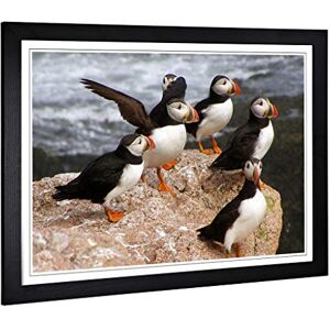 Big Box Art Framed Print of Atlantic Puffin Birds Design Wall Art Picture Home Decor for Kitchen, Living, Dining Room, Lounge, Bedroom, Hallway, Office, Black, A2 / 24.5x18 Inch / 62x45cm Big Box Art Framed Print of Atlantic Puffin Birds Design Wall Art Picture Home Decor for Kitchen, Living, Dining Room, Lounge, Bedroom, Hallway, Office, Black, A2 / 24.5x18 Inch / 62x45cm
