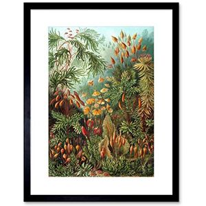 Wee Blue Coo NATURE ERNST HAECKEL SEA PLANT BIOLOGY GERMANY VINTAGE FRAMED PRINT B12X2845 Wee Blue Coo NATURE ERNST HAECKEL SEA PLANT BIOLOGY GERMANY VINTAGE FRAMED PRINT B12X2845