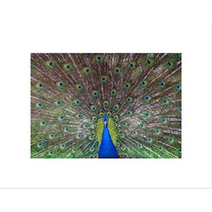 Wee Blue Coo Animal Nature Bird Peacock Feather Plume Beautiful Male Wall Art Print Wee Blue Coo Animal Nature Bird Peacock Feather Plume Beautiful Male Wall Art Print