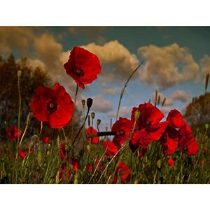 Wee Blue Coo PHOTOGRAPHY LANDSCAPE FLOWERS POPPY FIELD CLOUDS GRASS RED ART 12x16 '' POSTER MP3498B Wee Blue Coo PHOTOGRAPHY LANDSCAPE FLOWERS POPPY FIELD CLOUDS GRASS RED ART 12x16 '' POSTER MP3498B