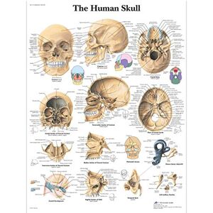 3B Scientific VR1131UU Human Anatomy Human Skull Chart, Paper Version 3B Scientific VR1131UU Human Anatomy Human Skull Chart, Paper Version