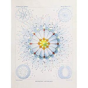 Wee Blue Coo Jellyfish Medusa Biodiversity Drawing Art Print Canvas Premium Wall Decor Poster Mural Wee Blue Coo Jellyfish Medusa Biodiversity Drawing Art Print Canvas Premium Wall Decor Poster Mural