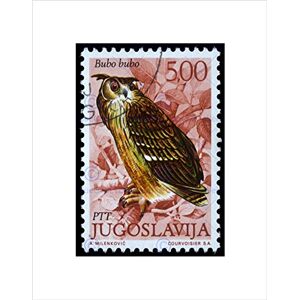 Wee Blue Coo POSTAGE STAMP YUGOSLAVIA 500 DINAR EAGLE OWL BIRD PREY FRAMED ART PRINT B12X8234 Wee Blue Coo POSTAGE STAMP YUGOSLAVIA 500 DINAR EAGLE OWL BIRD PREY FRAMED ART PRINT B12X8234