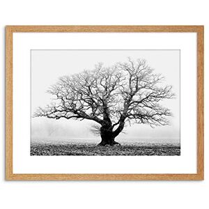 Wee Blue Coo Oak Tree B&W Mist Fog Photo Framed Wall Art Print Wee Blue Coo Oak Tree B&W Mist Fog Photo Framed Wall Art Print